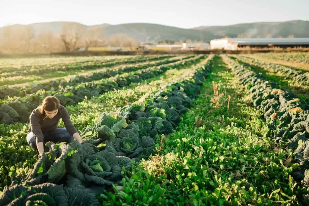 How Much was Invested in Apricot Lane Farm