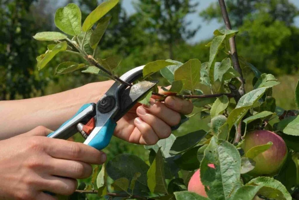 Ornamental Pruning in Cook County, IL